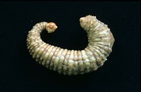 藏品(未知種海蛭)的圖片